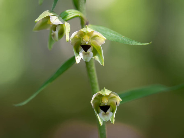 Epipactis helleborine, the broad-leaved helleborine, a terrestrial species of wild orchid. Closeup detail. - Photo, Image