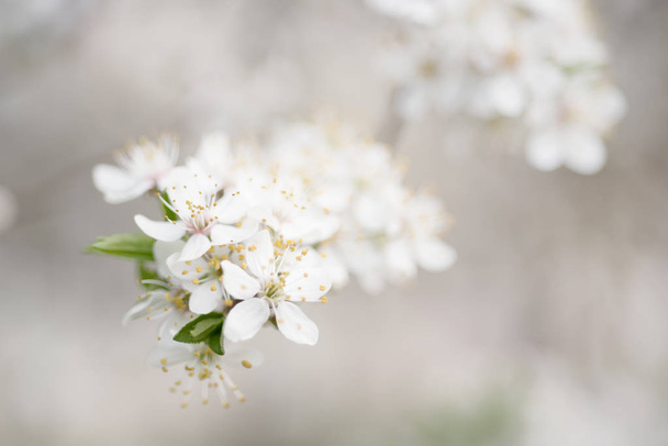 Plum spring flowers - Photo, image
