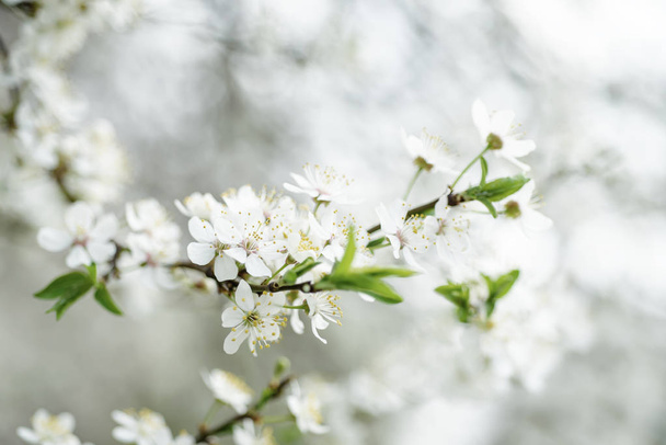Cherry spring flowers - Photo, image