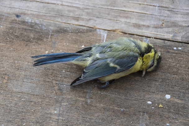 Imágenes, de Dead bird, fotos e imágenes de stock de Dead bird