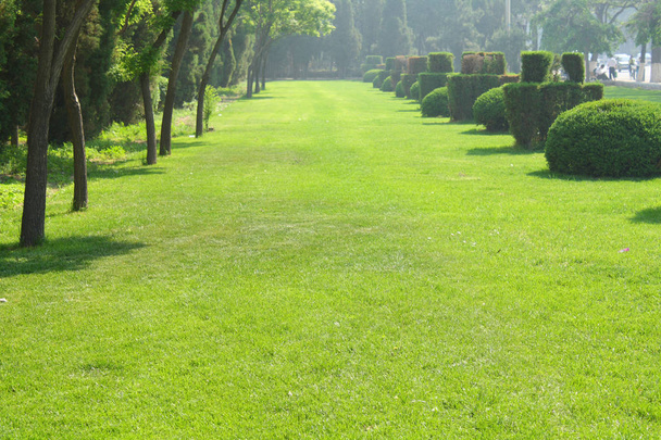 trawnik w parku - Zdjęcie, obraz