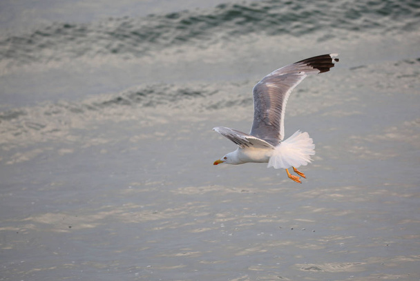 grande gaivota com asas largas voa livre sobre a água do oceano
 - Foto, Imagem