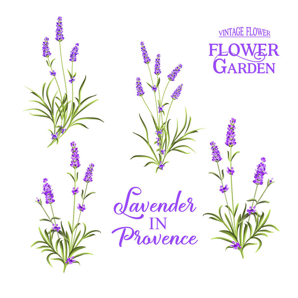Set of lavender flowers elements. - Vector, Image