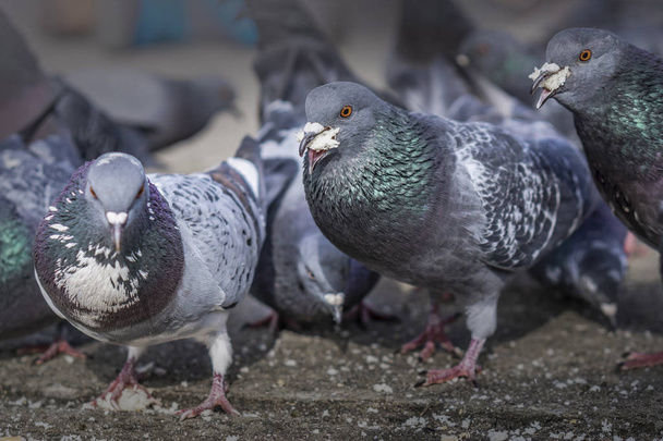 Pigeons in the park eating bread crumbs - Photo, Image