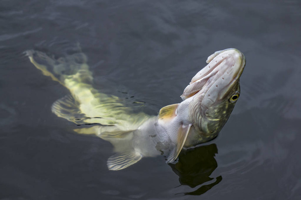 Close-up of caught pike fish trophy in water. Fishing background - Photo, Image