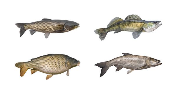 Karper, sander, Amoer, ASP-vis set geïsoleerd op wit - Foto, afbeelding