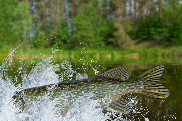 Fishing. Tail of pike fish jumping with splashing in water - Photo, Image