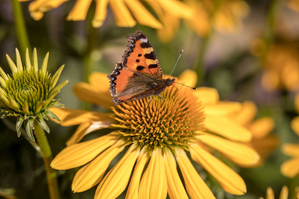 Dama pintada (Vanessa cardui), la alimentación de mariposas de ojos negros Susan (Rudbeckia hirta), en el jardín
 - Foto, imagen