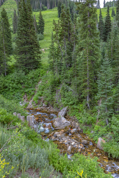 Крік тече між деревами в каньйоні
 - Фото, зображення