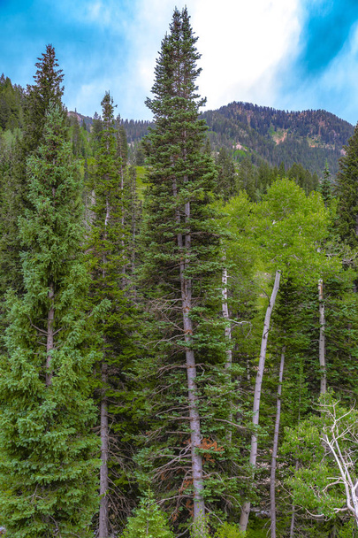 Çam ağaçları ve diğer dağ bitki örtüsü - Fotoğraf, Görsel