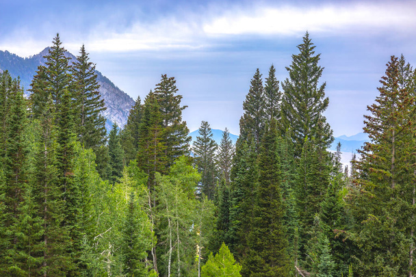 Dennenbomen met paarse bergen achter - Foto, afbeelding