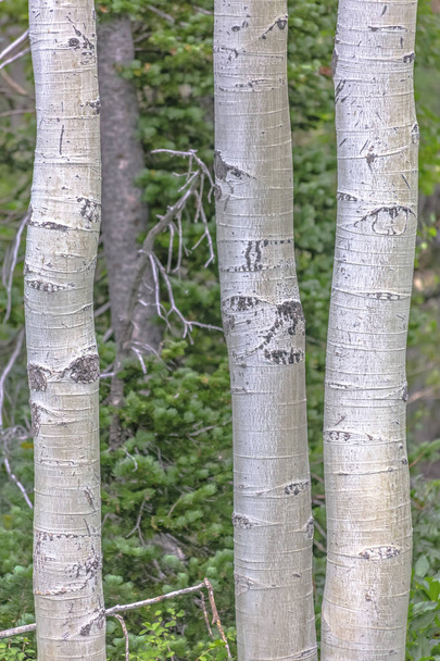 White color vertical of quaking aspens - Photo, Image