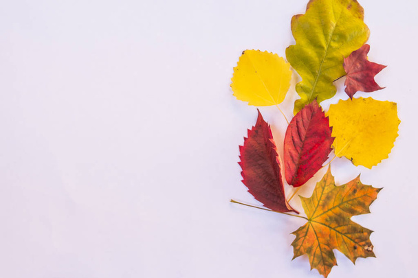 Kollektion Set von schönen bunten Herbstblättern isoliert auf weißem Hintergrund. Set von verschiedenen leaves.bunte Herbst.Element des Designs. herbstlicher Hintergrund. - Foto, Bild