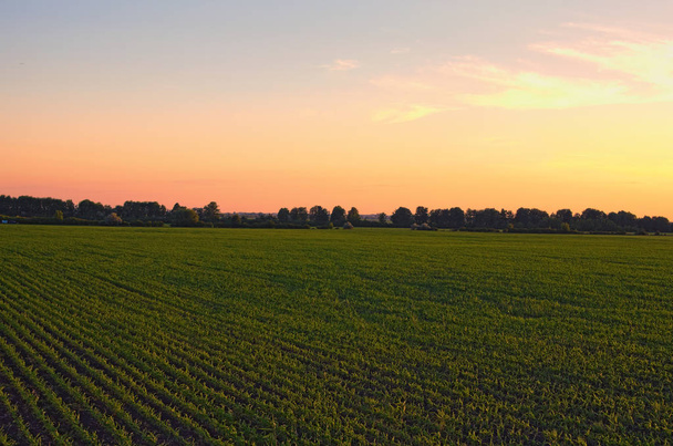日当たりの良い夏の日の日没時に農業の分野では、植物の行を眺め.ウクライナ キエフ地方. - 写真・画像