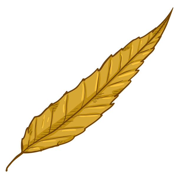 Vector Cartoon Illustration - Autumn Fallen Yellow Leaf of Crack Willow - Vector, Imagen