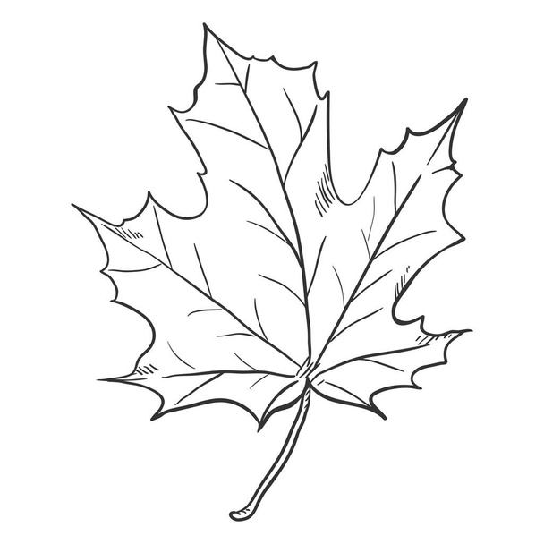 Vektör siyah kroki çizim - akçaağaç yaprağı - Vektör, Görsel