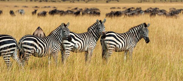 Zebra na pastvinách v Africe, Národní park Keňa - Fotografie, Obrázek