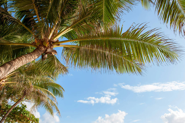 Green palm tree against blue sky and white clouds at beach - Foto, afbeelding