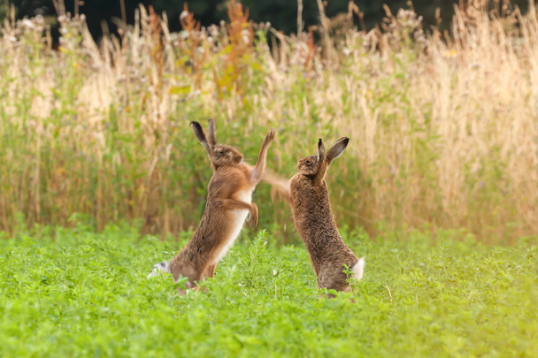 Boxeo de liebres locas en un campo de cultivo en Norfolk, Reino Unido. Par de animales salvajes luchando entre sí por puñetazos con sus patas delanteras
 - Foto, imagen