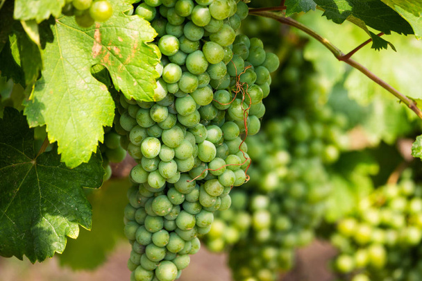 White Grapes On Vine, agriculture vineyard with fruits for winemaking - Foto, Imagem