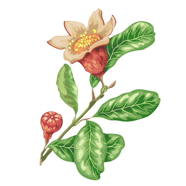 Pomegranate fruit branch in graphic vector illustration in bright colors - Vektör, Görsel