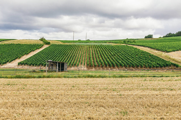 Green grape field in France, the nature of northern Burgundy, Chablis - Φωτογραφία, εικόνα