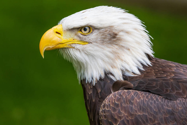 Bald eagle (Haliaeetus leucocephalus) close-up head shot - Фото, изображение