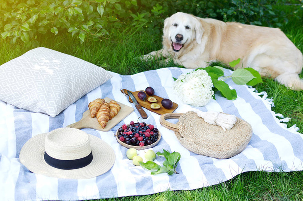 Picnic with Dog Golden Retriever Labrador Family Instagram Style Food Fruit Bakery Berries Green Grass Summer Time Rest Background Sunlight - Foto, Imagen