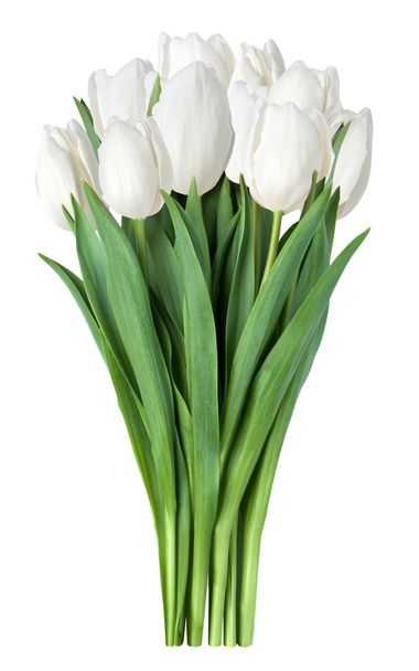 Tulipanes blancos
 - Foto, Imagen