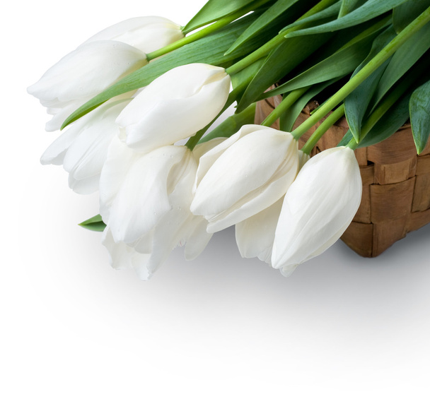 white tulips - Photo, Image