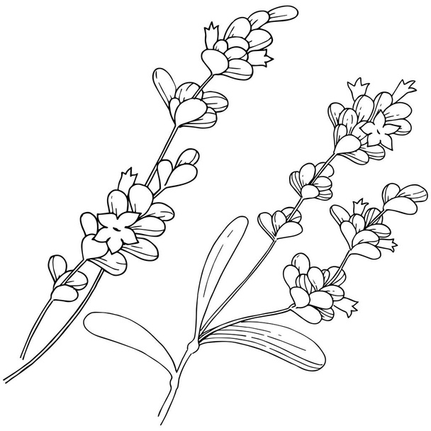 Vector lavender wildflower in a vector style isolated. - Vetor, Imagem