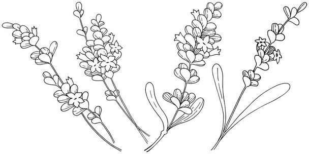 Vector lavender wildflower in a vector style isolated. - Vektor, Bild