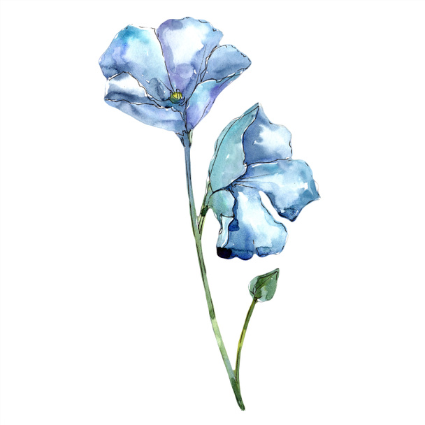 Watercolor blue flax flower. Floral botanical flower. Isolated illustration element. - Фото, изображение