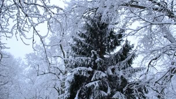 magas fenyő fenyő fa ág park borító havat téli fölötte és alatta - Felvétel, videó