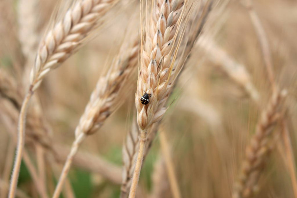 un campo de grano en verano
 - Foto, imagen
