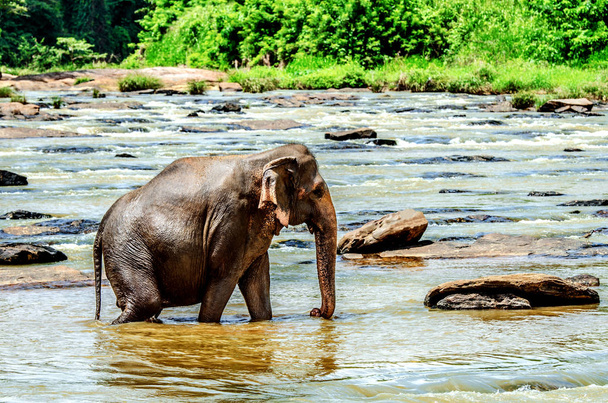 Un elefante se sienta en el río mientras nada. Orfanato de elefantes Pinnawala. Sri Lanka
. - Foto, Imagen