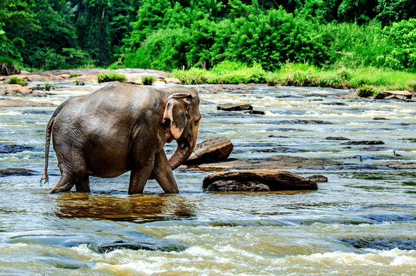 Duży słoń w rzece. Sierociniec słoni Pinnawala. Sri Lanka. - Zdjęcie, obraz