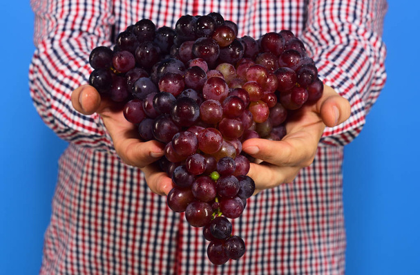 Farmer shows harvest. Male hands hold bunch of ripe grapes - Fotoğraf, Görsel