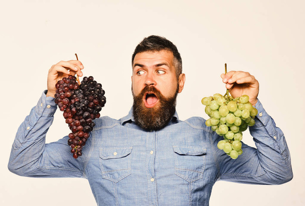 Winegrower with surprised face holds clusters of grapes - Foto, Bild