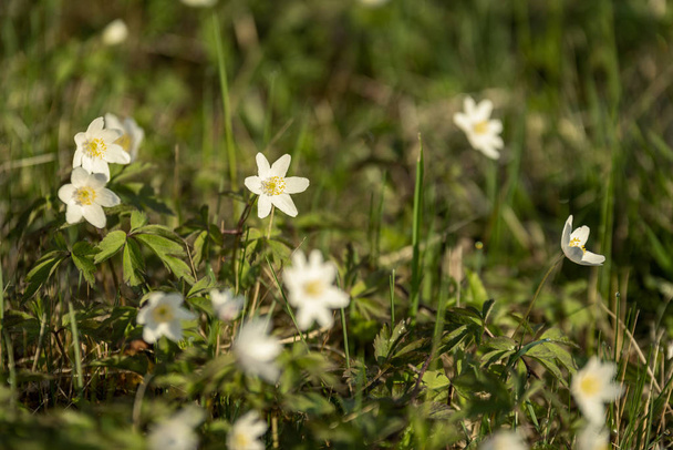 grote veld van witte anemoon bloemen in het voorjaar. een plant uit de ranonkelfamilie, doorgaans het dragen van felgekleurde bloemen. Anemonen zijn op grote schaal verspreid in het wild, en verschillende soorten zijn populaire tuinplanten. - Foto, afbeelding