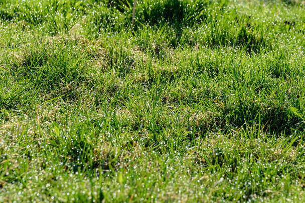 Красивий зелений газон, що свіжо коситься з дощовою росою і розмитим фоном боке
 - Фото, зображення