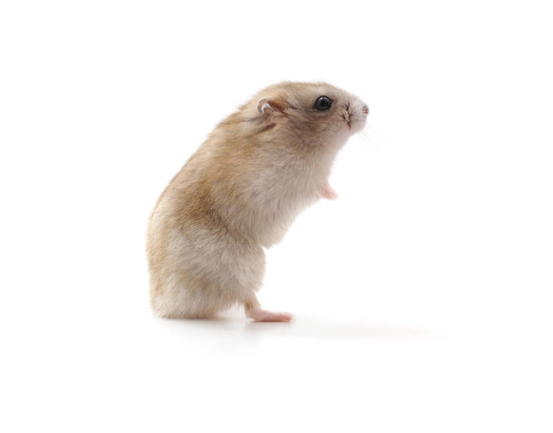 White little hamster isolated on white background. - Foto, afbeelding