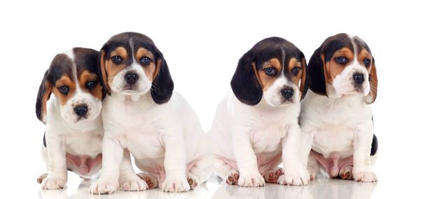 Neljä kaunista beagle pennut eristetty valkoisella pohjalla
 - Valokuva, kuva