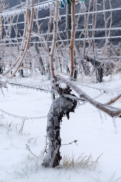Gałęzie winorośli, pokryte lodem po marznący deszcz - Zdjęcie, obraz