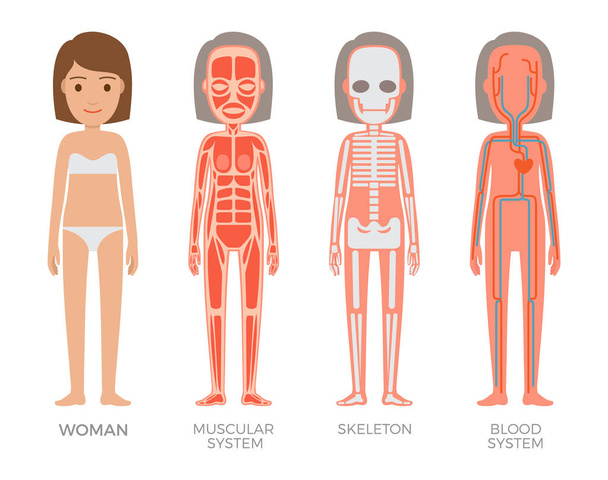 Kobieta mięśni szkieletu i struktury systemów krwi - Wektor, obraz