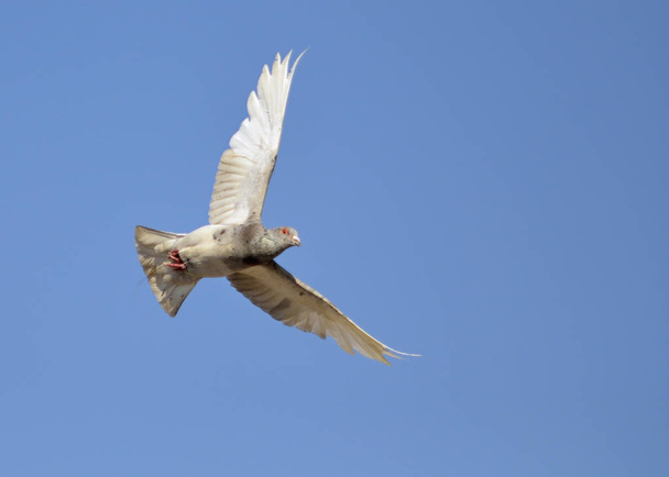 Volně žijících holubů (Columba livia domestica), nazývané také město holubice, městské holuby nebo pouliční holubů - Fotografie, Obrázek