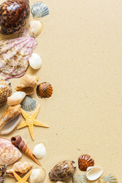  Seashells on the beach sand - Valokuva, kuva