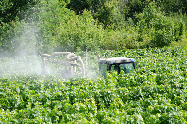 Landwirt besprüht Weinreben mit Traktor - Foto, Bild