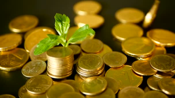 Management efficiency. Golden coins stack and green leaf on black background. Time for Success of Finance Business. - Footage, Video