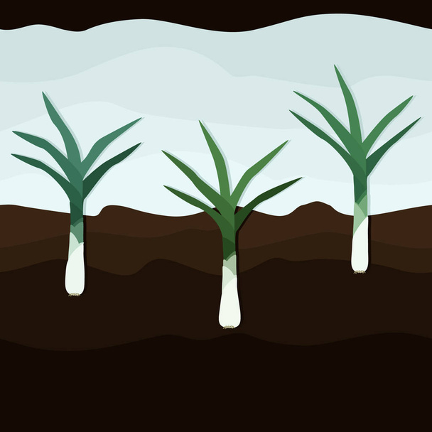 Лук-порей растет в земле - векторная иллюстрация
 - Вектор,изображение